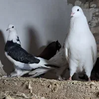 کبوتر|پرنده|گرگان, |دیوار