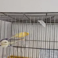 یه جفت قناری مسکوی معاوضه فقط با عروس هلندیی