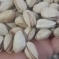 پسته طلای سبز دامغان