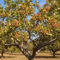 فروش نهال مساوی با سود خالص|خدمات باغبانی و درختکاری|اسدآباد, |دیوار