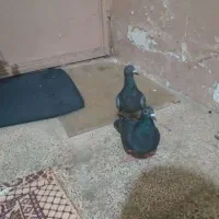ده عدد کفتر برا نوبازی قیمت مناسب|پرنده|گلبهار, بیزکی|دیوار