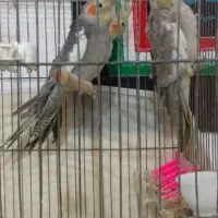 معاوضه عروس هلندی  با قناری