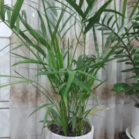 سه گلدان شاداب|گل و گیاه طبیعی|آران و بیدگل, |دیوار