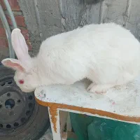 خرگوش