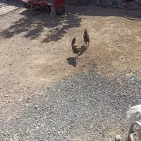 فروش خروس