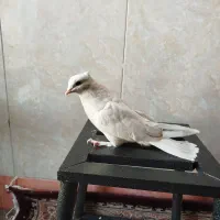 کبوتر|پرنده|قم, نیروگاه|دیوار