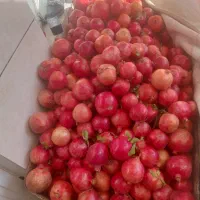 انار درجه یک کاشمر کیلو ۱۰۰تومان|خوردنی و آشامیدنی|نیشابور, شهید جعفری|دیوار