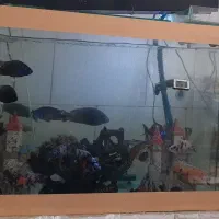 آکواریوم بزرگ یا متوسط