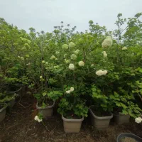گیاه بداغ|گل و گیاه طبیعی|نشتارود, |دیوار