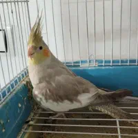 عروس هلندی
