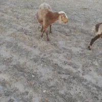 میش افشار|حیوانات مزرعه|نهبندان, |دیوار