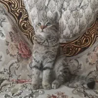 گربه بریتیش