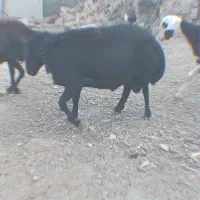 قوچ قره قزل هتروفروشی به شرط دوقلو|حیوانات مزرعه|خنداب, |دیوار