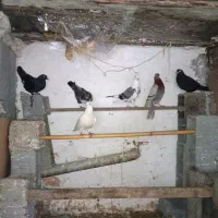 کبوتر پرشی و تزیینی و حمال