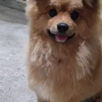 سگ پامرانین پوزه روباهی|سگ|شازند, |دیوار