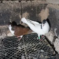 کفتر|پرنده|سبزوار, اسلام آباد|دیوار