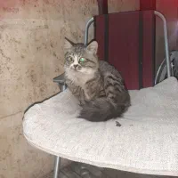 واگذاری گربه