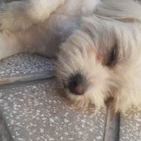 سگ.|سگ|بیرجند, |دیوار