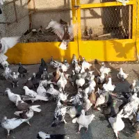 کبوتر پروازی|پرنده|شفت, |دیوار