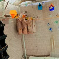 فنچ|پرنده|پارس‌آباد, |دیوار