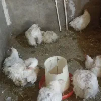 مرغ مادر|حیوانات مزرعه|زارچ, |دیوار