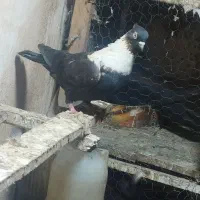 فروش طوقی سفید ماده