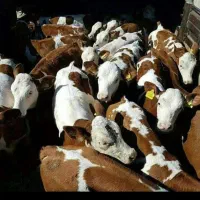 فروش انواع گوساله