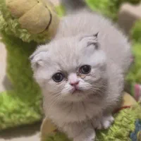 واگذاری گربه اسکاتیش وارداتی