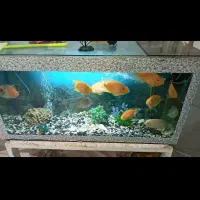 تلویزیون ۲عددوغیرع|تلویزیون و پروژکتور|مشهد, حضرت حجت|دیوار