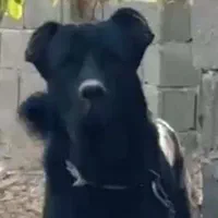 سرابی باشجره