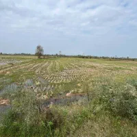 فروش زمین برنج کاری با2تن عملکرد/برجاده اصلی