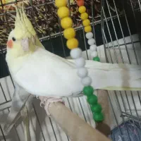 عروس هلندی