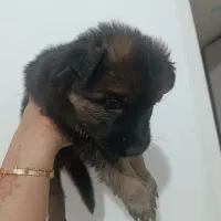 توله ژرمن