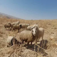 ۲۳راس شیشک میش آبستن داشتی|حیوانات مزرعه|شیراز, احمدآباد|دیوار