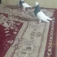یک جفت طوقی نرو ماده