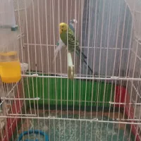 دوعدد مرغ عشق با قفس|پرنده|تبریز, |دیوار