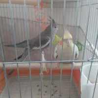 عروس هلندی|پرنده|پاکدشت, شهرک امام رضا|دیوار