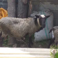 گوسفند رومانی اصیل