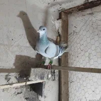 بدرنگ نر|پرنده|بوئین زهرا, |دیوار