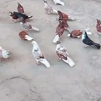 کبوتران پرشی  عالی همشون گرگی پشتار