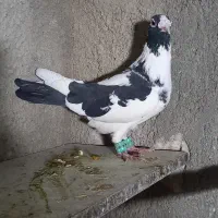 کفتر ابلغ نر|پرنده|شیروان (خراسان), |دیوار