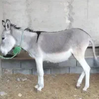 الاغ