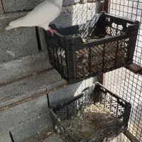 کفتر طوقی|پرنده|بندرعباس, |دیوار