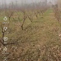 هرس و پیوند انوا درختان خانگی و باغی پزیرفته میشود