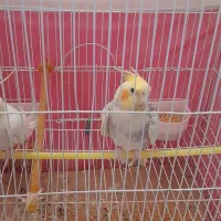 عروس هلندی|پرنده|اسفرورین, |دیوار