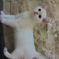بریتیش سیلور و گلد|گربه|مشهد, آزادشهر|دیوار