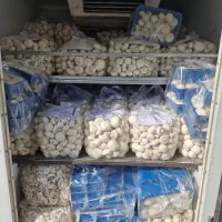 پخش قارچ کرج