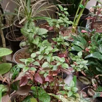 گل و گیاه آپارتمانی|گل و گیاه طبیعی|کازرون, |دیوار