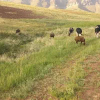 زمین کشاورزی