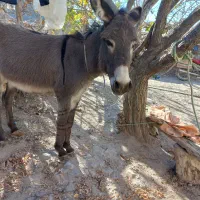 الاغ نر|حیوانات مزرعه|شیروان (خراسان), |دیوار